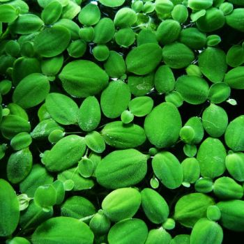/images/product_images/info_images/plants/pistija---pistia-stratiotes_3.jpg
