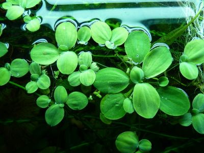 /images/product_images/info_images/plants/pistija---pistia-stratiotes_5.jpg