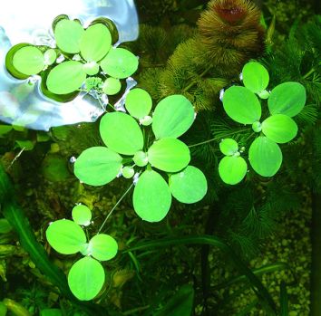 /images/product_images/info_images/plants/pistija---pistia-stratiotes_6.jpg