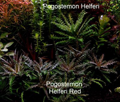 /images/product_images/info_images/plants/pogostemon-helpheri-krasnyj---pogostemon-helferi-red_5.jpg