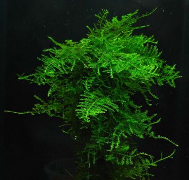 /images/product_images/info_images/plants/rozhdestvenskij-moh-na-lave---christmas-moss_2.jpg