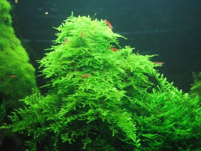 /images/product_images/info_images/plants/rozhdestvenskij-moh-na-lave---christmas-moss_3.jpg