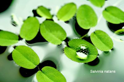 /images/product_images/info_images/plants/salvinija---salvinia-natans_6.jpg