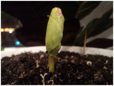 /images/product_images/info_images/plants/semena-ketapanga---seed-catappa_2.jpg