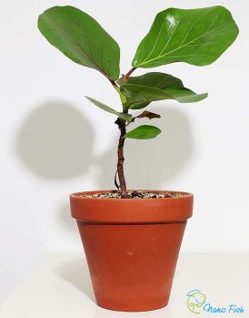 /images/product_images/info_images/plants/semena-ketapanga---seed-catappa_3.jpg