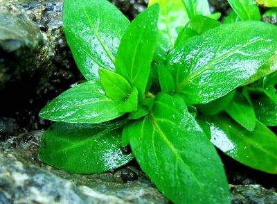 /images/product_images/info_images/plants/staurogin---staurogyne-repens_3.jpg