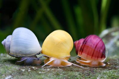 /images/product_images/info_images/raki_kraby/ampuljarija-golubaja---pomacea-bridgesii-blue_6.jpg