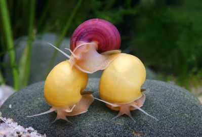 /images/product_images/info_images/raki_kraby/ampuljarija-zheltaja---pomacea-bridgesii-yellow_6.jpg