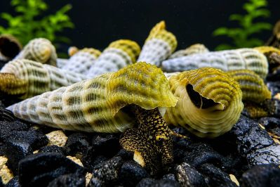 /images/product_images/info_images/raki_kraby/gmalajska-tlomelanja---tylomelania-marwotoae_1.JPG