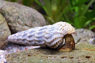 /images/product_images/info_images/raki_kraby/gmalajska-tlomelanja---tylomelania-marwotoae_2.JPG
