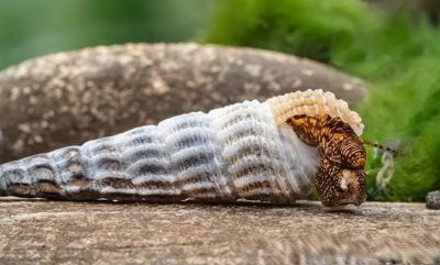 /images/product_images/info_images/raki_kraby/gmalajska-tlomelanja---tylomelania-marwotoae_3.jpg