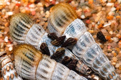 /images/product_images/info_images/raki_kraby/gmalajska-tlomelanja---tylomelania-marwotoae_4.jpg