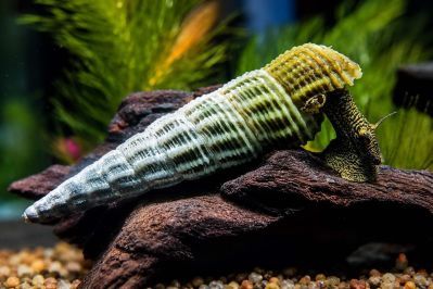 /images/product_images/info_images/raki_kraby/gmalajska-tlomelanja---tylomelania-marwotoae_5.JPG