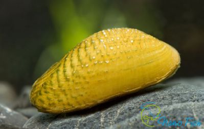 Моллюск Расписная Двустворка - Scaby scripata - 3 см