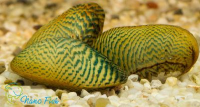 Моллюск Расписная Двустворка - Scaby scripata - 4-5 см