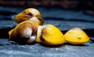 Моллюск Золотая Двустворка  Corbicula javanicus