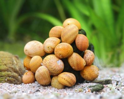 Равлик Нерітіна Жовта Леді - Yellow Lady Nerite