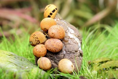/images/product_images/info_images/raki_kraby/ravlik-nertna-zhovta-led---yellow-lady-nerite_1.jpg