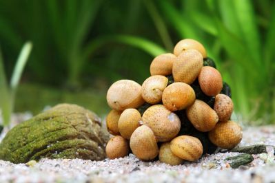 /images/product_images/info_images/raki_kraby/ravlik-nertna-zhovta-led---yellow-lady-nerite_2.jpg