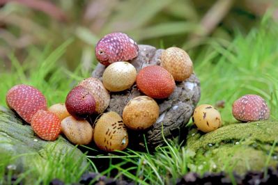 /images/product_images/info_images/raki_kraby/ravlik-nertna-zhovta-led---yellow-lady-nerite_3.jpg