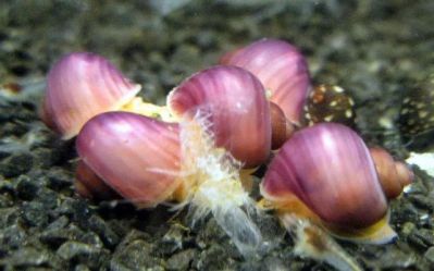 /images/product_images/info_images/raki_kraby/rozovaja-ampuljarija---pomacea-bridgesii-pink_2.jpg