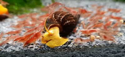 /images/product_images/info_images/raki_kraby/ulitka-oranzhevaja-tilomelanija---tylomelania-orange-rabbit-snail---4-cm_5.JPG