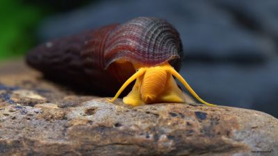 /images/product_images/info_images/raki_kraby/ulitka-oranzhevaja-tilomelanija---tylomelania-orange-rabbit-snail---5-cm_1.jpg