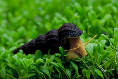 /images/product_images/info_images/raki_kraby/ulitka-oranzhevaja-tilomelanija---tylomelania-orange-rabbit-snail---5-cm_3.jpg