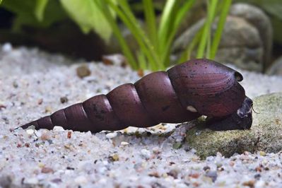 Улитка Шип Дьявола - Faunus lava snail