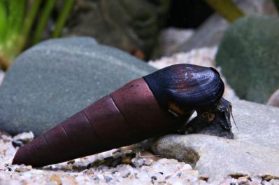 /images/product_images/info_images/raki_kraby/ulitka-ship-djavola---faunus-lava-snail_3.jpg