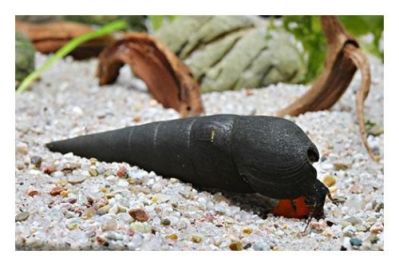 /images/product_images/info_images/raki_kraby/ulitka-ship-djavola---faunus-lava-snail_5.jpg