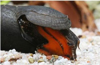 /images/product_images/info_images/raki_kraby/ulitka-ship-djavola---faunus-lava-snail_6.jpg