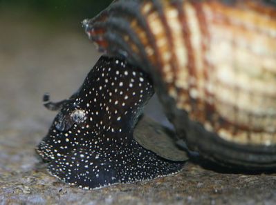 /images/product_images/info_images/raki_kraby/ulitka-tilomelanija-belotochechnaja---tylomelania-white-spot-rabbit-snail_6.jpg