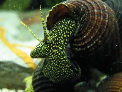 Улитка Тиломелания желтоточечная - Tylomelania Yellow Spot Rabbit Snail