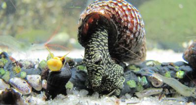 /images/product_images/info_images/raki_kraby/ulitka-tilomelanija-zheltotochechnaja---tylomelania-yellow-spot-rabbit-snail-_4.jpg