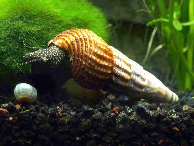 /images/product_images/info_images/raki_kraby/ulitka-tilomelanija-zheltotochechnaja---tylomelania-yellow-spot-rabbit-snail-_5.jpg