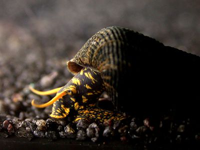 /images/product_images/info_images/raki_kraby/ulitka-tilomelanija-zheltotochechnaja---tylomelania-yellow-spot-rabbit-snail-_6.jpg