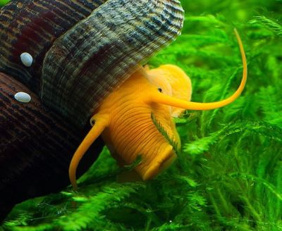 /images/product_images/info_images/raki_kraby/ulitka-zhjoltaja-tilomelanija-10-15-mm---tylomelania-yellow-sullavesi-rabbit-snail_6.jpg