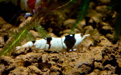 /images/product_images/info_images/shrimp/krevetka-black-crystal-class-ss_6.jpg