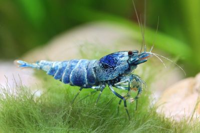 /images/product_images/info_images/shrimp/krevetka-blue-bolt---blue-bolt-shrimp_1.jpg