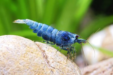 /images/product_images/info_images/shrimp/krevetka-blue-bolt---blue-bolt-shrimp_2.jpg