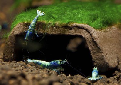 /images/product_images/info_images/shrimp/krevetka-blue-bolt---blue-bolt-shrimp_3.jpg