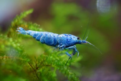/images/product_images/info_images/shrimp/krevetka-blue-bolt---blue-bolt-shrimp_4.jpg