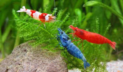 /images/product_images/info_images/shrimp/krevetka-blue-bolt---blue-bolt-shrimp_5.jpg