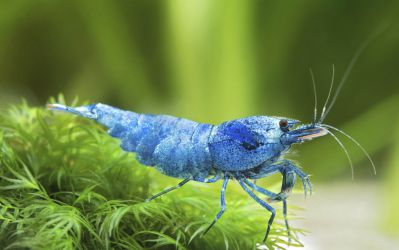 /images/product_images/info_images/shrimp/krevetka-blue-bolt---blue-bolt-shrimp_6.jpg