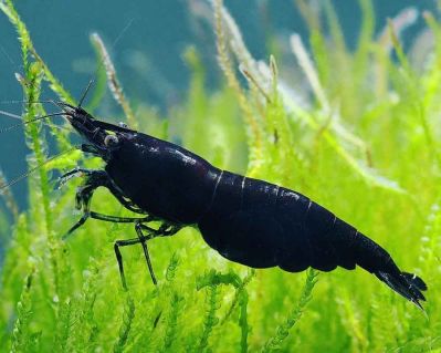 /images/product_images/info_images/shrimp/krevetka-chjornyj-diamant---black-diamond-neocaridina_1.jpg