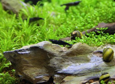 /images/product_images/info_images/shrimp/krevetka-chjornyj-diamant---black-diamond-neocaridina_3.JPG