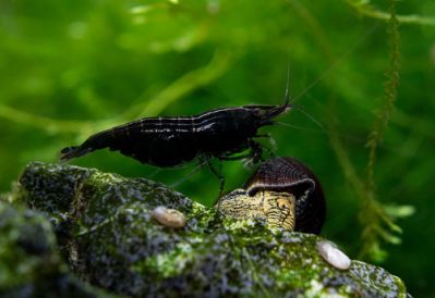 /images/product_images/info_images/shrimp/krevetka-chjornyj-diamant---black-diamond-neocaridina_4.jpg