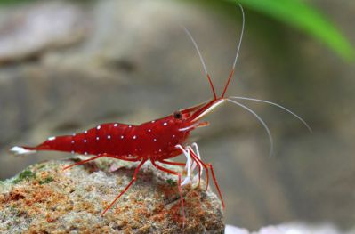 Креветка Кардинал - Sulawesi Shrimp Cardinal