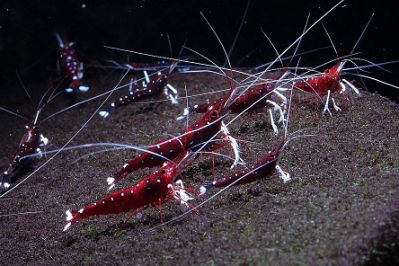 /images/product_images/info_images/shrimp/krevetka-kardinal---sulawesi-shrimp-cardinal_1.jpg